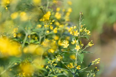 Çiçeklerin açtığı sarı gevşeme (lysimachia vulgaris) çiçeklerini kapat