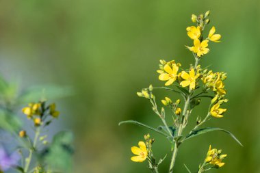 Çiçeklerin açtığı sarı gevşeme (lysimachia vulgaris) çiçeklerini kapat
