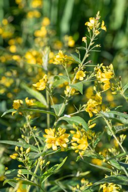 Çiçeklerin açtığı sarı gevşeme (lysimachia vulgaris) çiçeklerini kapat