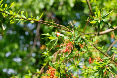 Çiçek açmış bir Şili ateş ağacının (embothrium coccineum) yakınında.