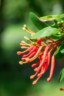Çiçek açmış bir Şili ateş ağacının (embothrium coccineum) yakınında.