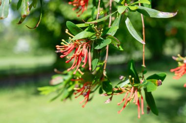 Çiçek açmış bir Şili ateş ağacının (embothrium coccineum) yakınında.