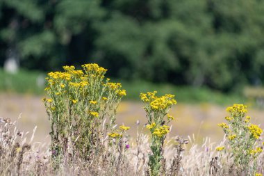 Ragwort (jacobaea vulgaris) çiçeklerinin açılışını kapat