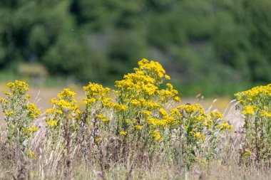Ragwort (jacobaea vulgaris) çiçeklerinin açılışını kapat