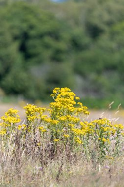 Ragwort (jacobaea vulgaris) çiçeklerinin açılışını kapat