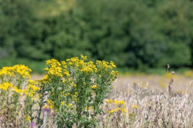 Ragwort (jacobaea vulgaris) çiçeklerinin açılışını kapat