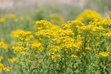 Ragwort (jacobaea vulgaris) çiçeklerinin açılışını kapat