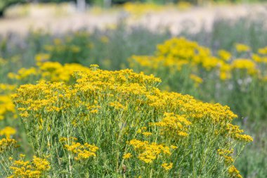 Ragwort (jacobaea vulgaris) çiçeklerinin açılışını kapat