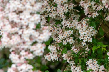 Çiçek açan güzel çalılara (kolkwitzia amabilis) yakın plan