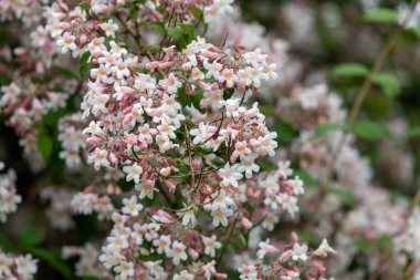 Çiçek açan güzel çalılara (kolkwitzia amabilis) yakın plan