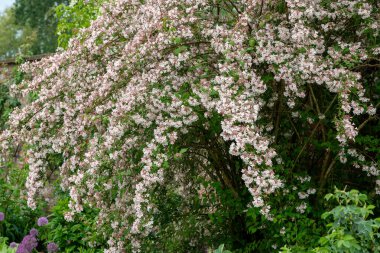 Çiçek açan güzel çalılara (kolkwitzia amabilis) yakın plan