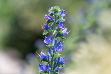 Çiçek açan Viper Bugloss (echium vugare) çiçeklerini kapat