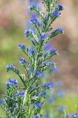Çiçek açan Viper Bugloss (echium vugare) çiçeklerini kapat
