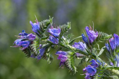 Çiçek açan Viper Bugloss (echium vugare) çiçeklerini kapat