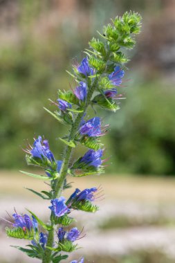 Çiçek açan Viper Bugloss (echium vugare) çiçeklerini kapat