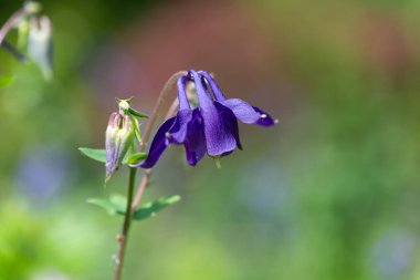 Çiçek açmış mor bir çiçeğe yaklaş.