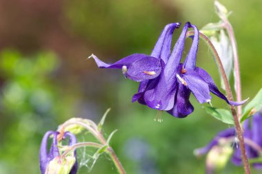 Çiçek açmış mor bir çiçeğe yaklaş.