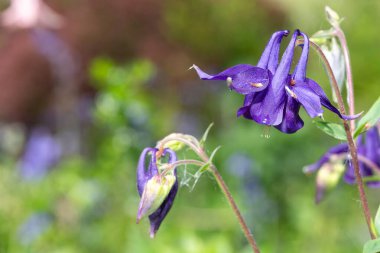 Çiçek açmış mor bir çiçeğe yaklaş.