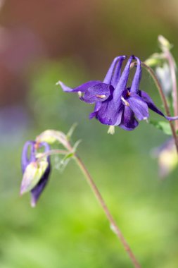 Çiçek açmış mor bir çiçeğe yaklaş.