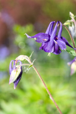 Çiçek açmış mor bir çiçeğe yaklaş.