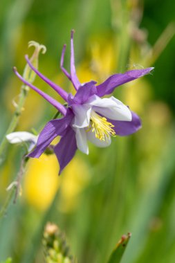 Çiçek açmış pembe ve beyaz bir çiçek gibi.