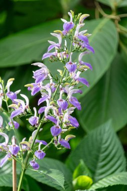 Afrika devi mavi salvaya (brillantaisia owariensis) yakın çiçek