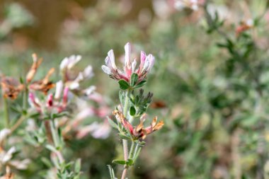 Kanarya yoncası (lotus hirsutus) çiçekleri çiçek açmış.