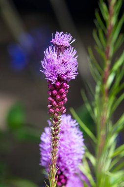 Çiçekler açan yoğun parlayan yıldıza (liatris spicata) yaklaş