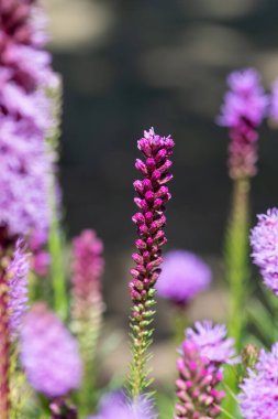 Çiçekler açan yoğun parlayan yıldıza (liatris spicata) yaklaş
