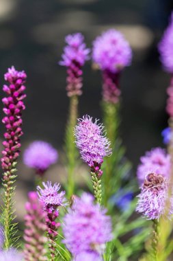 Çiçekler açan yoğun parlayan yıldıza (liatris spicata) yaklaş