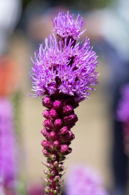 Çiçekler açan yoğun parlayan yıldıza (liatris spicata) yaklaş