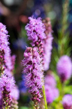 Çiçekler açan yoğun parlayan yıldıza (liatris spicata) yaklaş