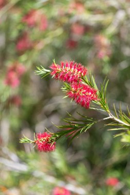 Açan sert şişe fırçasına (callistemon rigidus) yakın plan