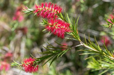 Açan sert şişe fırçasına (callistemon rigidus) yakın plan
