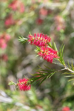 Açan sert şişe fırçasına (callistemon rigidus) yakın plan