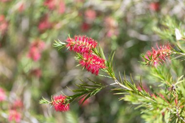 Açan sert şişe fırçasına (callistemon rigidus) yakın plan