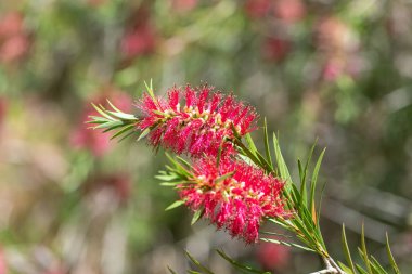 Açan sert şişe fırçasına (callistemon rigidus) yakın plan