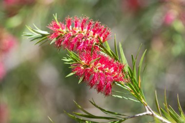Açan sert şişe fırçasına (callistemon rigidus) yakın plan