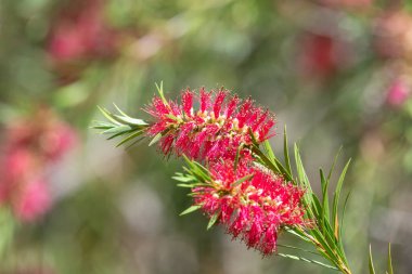 Açan sert şişe fırçasına (callistemon rigidus) yakın plan
