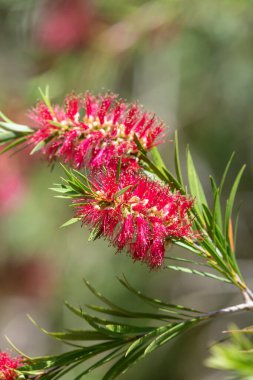 Açan sert şişe fırçasına (callistemon rigidus) yakın plan
