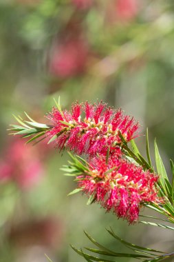 Açan sert şişe fırçasına (callistemon rigidus) yakın plan