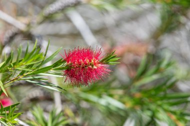 Açan sert şişe fırçasına (callistemon rigidus) yakın plan