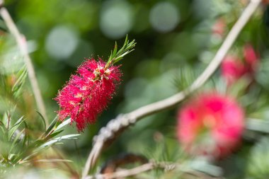 Açan sert şişe fırçasına (callistemon rigidus) yakın plan