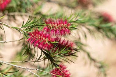 Açan sert şişe fırçasına (callistemon rigidus) yakın plan