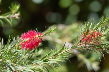 Açan sert şişe fırçasına (callistemon rigidus) yakın plan