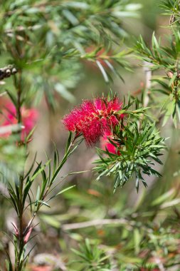 Açan sert şişe fırçasına (callistemon rigidus) yakın plan