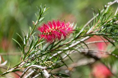 Açan sert şişe fırçasına (callistemon rigidus) yakın plan