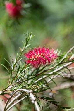 Açan sert şişe fırçasına (callistemon rigidus) yakın plan