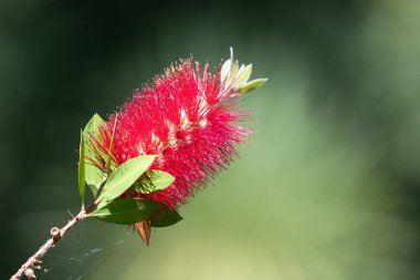 Açan sert şişe fırçasına (callistemon rigidus) yakın plan