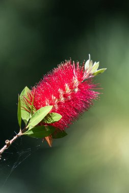 Açan sert şişe fırçasına (callistemon rigidus) yakın plan